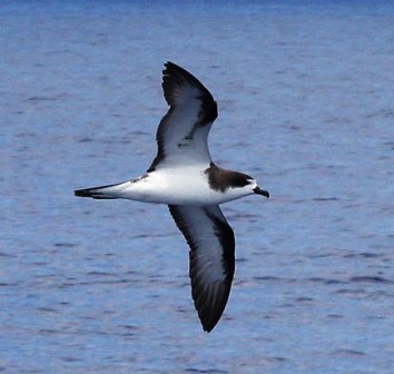 HAPE flight Daniel Webster