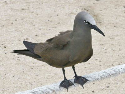 795px-Brown_Noddy_RWD