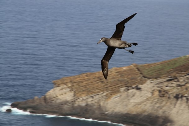 black footed albatross in flight