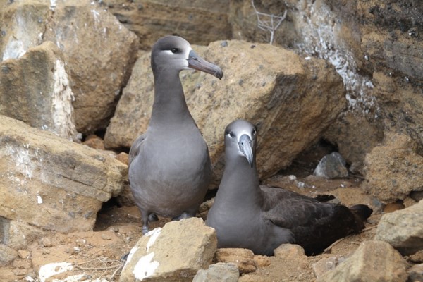 black footed albatross pair