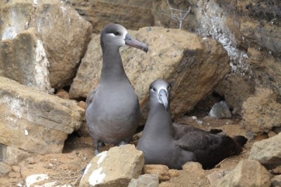 black footed albatross pair