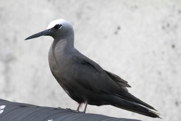 black noddy
