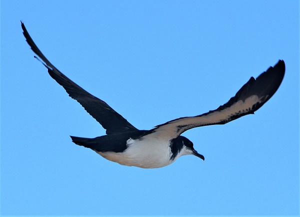 Blessing 2017 NESH TT