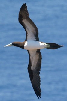 brown booby flight