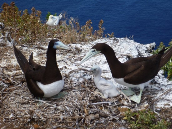 brown booby pair