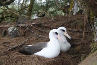 laysan albatross pair