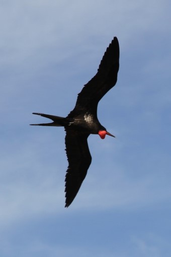 male great frigatebird