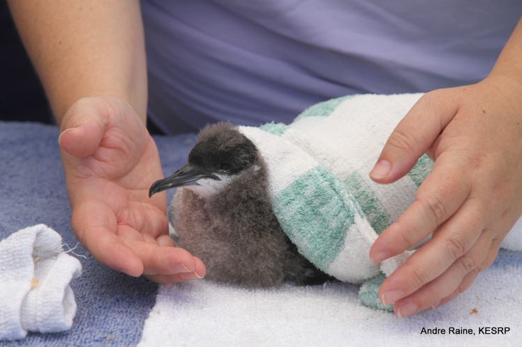 nesh chick after care