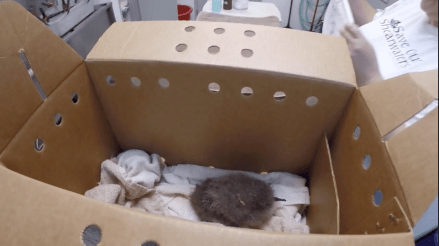 Newell_s-Shearwater-Chick-Rescued