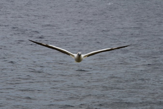 red footed booby in flight