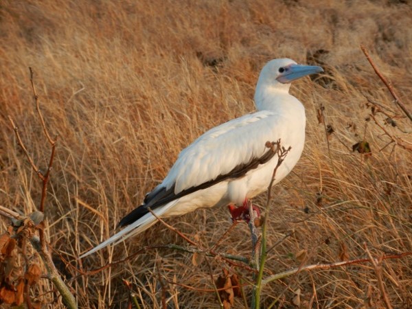 red footed booby