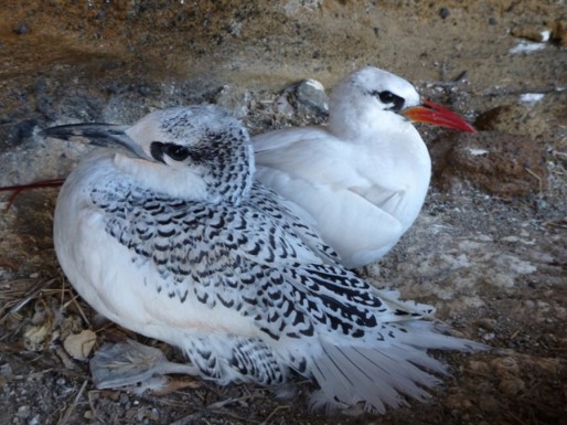 red tailed tropicbird and young