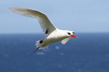 red tailed tropicbird flight